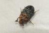 Dermestes undulatus